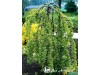 Karagana paprastoji ,Pendula' (lot. Caragana arborescens)
